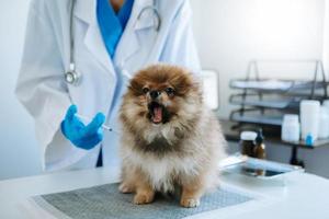 veterinário masculino em roupas de trabalho, ouvindo a respiração de um cachorro pequeno com phonendoscope.in uma clínica veterinária. foto