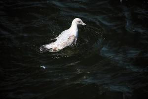uma visão de uma gaivota em llandudno foto