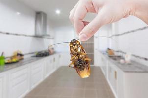 a mão de uma mulher segurando a barata no fundo da cozinha, elimine a barata na cozinha foto