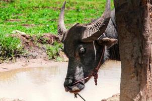 búfalo na zona rural no norte da tailândia foto