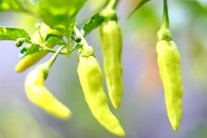 planta de fazenda de pimenta malagueta, planta de alimentos vegetais com textura de cor vermelha e amarela foto