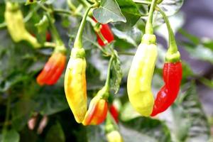 planta de fazenda de pimenta malagueta, planta de alimentos vegetais com textura de cor vermelha e amarela foto