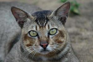 mamíferos, gatos fofos e macios de pele marrom, bichinhos fofos e fofos foto