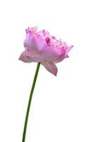 lindo nenúfar rosa ou flor de lótus isolada no fundo branco, inclui traçado de recorte foto