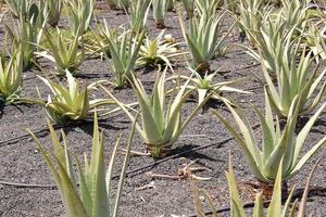 fazenda de aloe vera foto