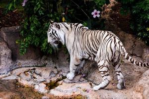 tigre branco no zoológico foto