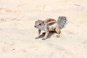 esquilo fofo na areia foto