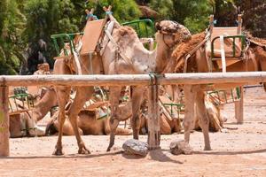 camelos no deserto foto