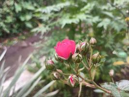 linda rosa com alguns botões no jardim foto