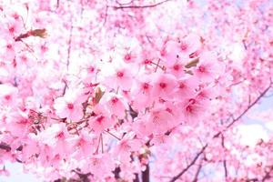 foco suave, flor de cerejeira ou flor de sakura na natureza desfocar o fundo pela manhã um dia de primavera foto