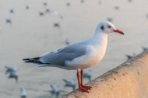 a gaivota está parada na beira da ponte. foto