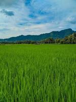 vista panorâmica dos campos de arroz verde e lindo céu azul na indonésia. foto