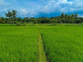 vista panorâmica dos campos de arroz verde e lindo céu azul na indonésia. foto