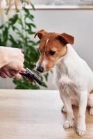 mulher escovando cachorro. proprietário penteando jack russell terrier. clínica de cuidado de animais domésticos foto