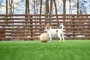 cachorro joga futebol no campo foto