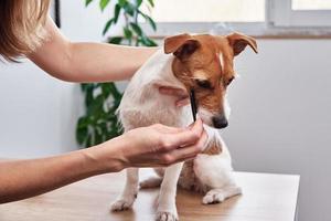 mulher escovando cachorro. proprietário penteando jack russell terrier. clínica de cuidado de animais domésticos foto