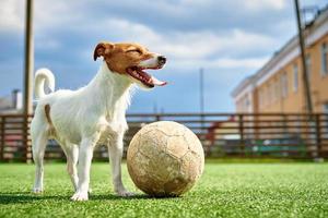 cachorro joga futebol no campo foto