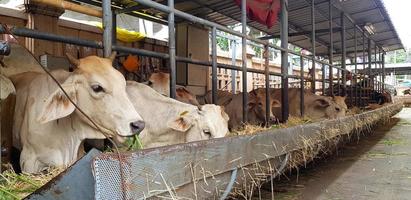 muitas vacas brancas comendo grama verde e palha no curral ou fazenda de animais. alimentação, fome e conceito de vida selvagem animal foto