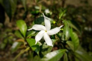 jasmim crape, flor de rosebay do leste da índia foto