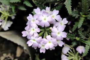 verbena linda flor de jardim photo foto