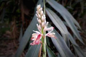 flor de cardamomo em plena floração vista de perto foto