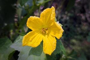 flor de abóbora recheada com ensopado de legumes foto