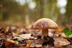 belo cogumelo na floresta foto