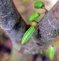 colheita de vagens de cacau verde pequeno cru. cultivo de cacau pendurado em uma árvore de cacau foto