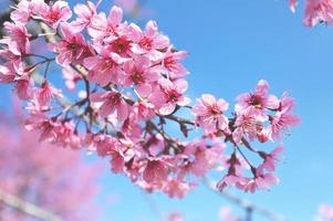 flor de cerejeira selvagem do himalaia linda cerejeira rosa florescendo ramos de flores na natureza ao ar livre. flores de sakura rosa da tailândia, primavera de imagem romântica sonhadora, paisagem foto