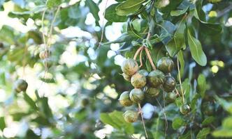 nozes de macadâmia na planta da árvore de macadâmia, nozes de macadâmia cruas naturais frescas no jardim, plantando frutas de noz de macadâmia esperando as sementes da colheita foto