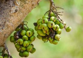 pequena fruta de figo selvagem verde na árvore ficus carica foto