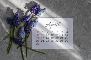 calendário de abril e flores da primavera muscari ao sol da primavera foto