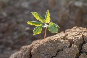 uma planta jovem crescendo em solo rachado. problemas ecológicos. conceito do dia da terra foto