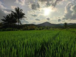 a beleza dos campos de arroz foto