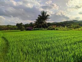 a beleza dos campos de arroz foto