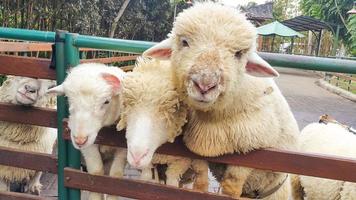 um grupo de ovelhas na fazenda foto