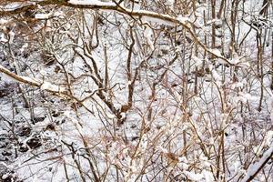 galhos cobertos de neve na montanha estavam com muita neve. foto