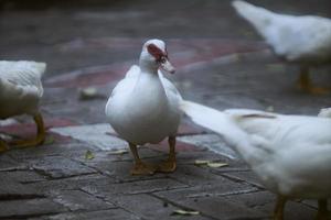 pato branco caminha em lajes de pavimentação em torno do grupo de patos. pato pequeno branco puro com mancha vermelha ao redor dos olhos caminhando calmamente na rua pavimentada em um dia quente e ensolarado de inverno. foco seletivo. foto