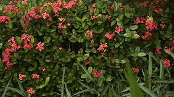 flor vermelha ixora em pote de plástico preto isolado no fundo branco.  11710146 Foto de stock no Vecteezy