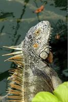 as iguanas são um gênero de lagartos que vivem nos trópicos da américa central, américa do sul e ilhas do caribe. esses lagartos foram descritos pela primeira vez por um zoólogo austríaco, papel de parede macro, iguana foto