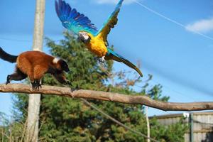 arara amarela voa sobre um macaco em um galho. foto engraçada