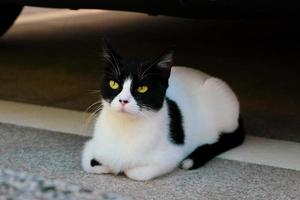 retrato de gato bonito. lindo gato de rua com olhos verdes está olhando para a câmera. adote um animal de estimação. foto