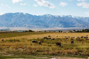vacas e ovelhas pastam em um pasto perto das montanhas no Cazaquistão foto