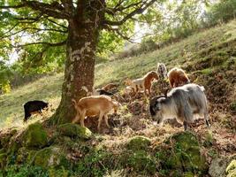 ovelhas no campo durante o pôr do sol. estilo de vida rural e criação de animais. grupo de ovelhas domésticas no Prado comendo grama. ovelhas pastam nas pastagens na montanha. foto