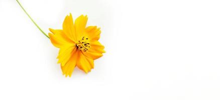 flor de cosmos laranja isolada no fundo branco foto