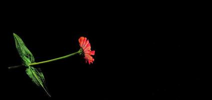 flor zínia vermelha isolada em fundo preto foto