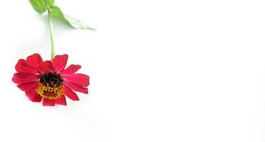 flor zínia vermelha isolada em fundo preto foto