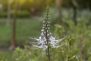 flor de bigode de gato no jardim. é um diurético de ajuda de ervas tailandesas. foto