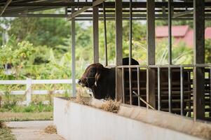 vacas leiteiras em uma fazenda. vacas comendo feno no estábulo no estábulo. conceito de fazenda. foto