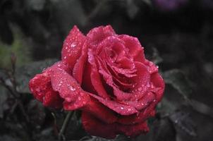 rosa vermelha na chuva foto